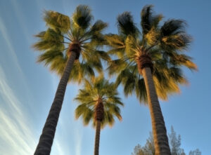 Palm Trees in Fort Myers